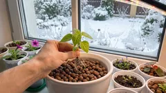 Como obter mudas de flores resistentes sem esforço excessivo: um método comprovado para o inverno