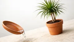 O erro de rega que está a matar a tua dracena e como corrigir em 5 minutos